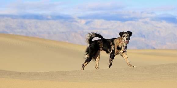 Desert Dog Of Mesquite Flats