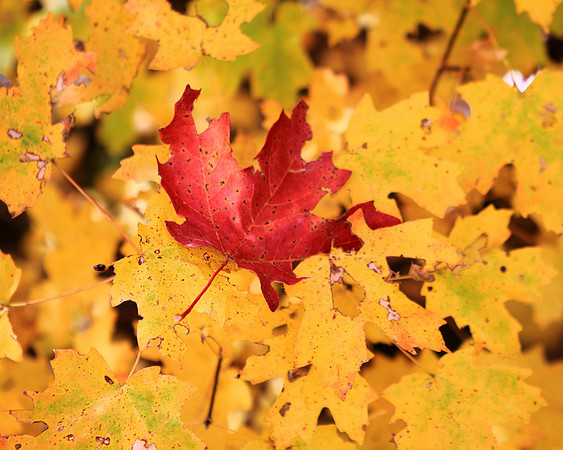 When Every Leaf Is A Flower