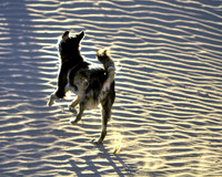 Silliness In The Sand