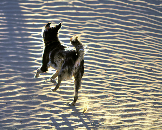 Silliness In The Sand